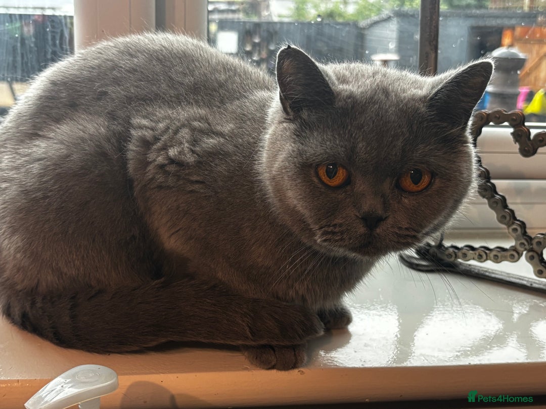 British Shorthair cats for sale: Gorgeous BSH cross kittens  - Image 4