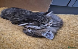 Mixed Breed cats for sale: kittens - Image 15