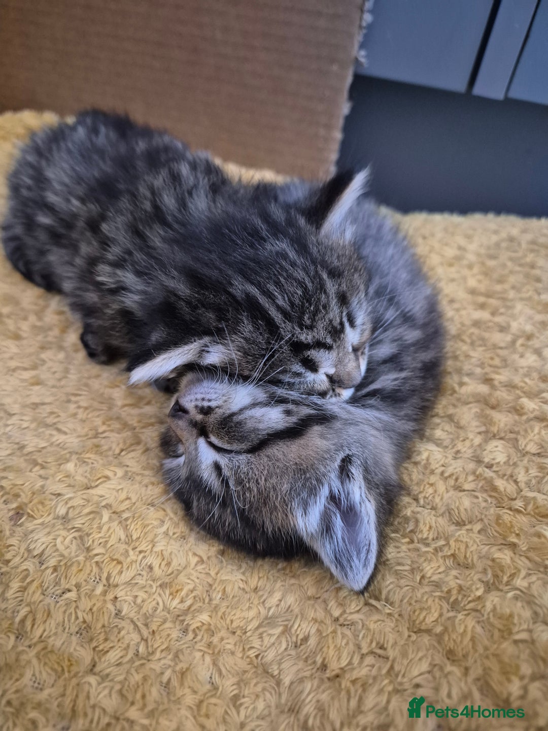 Mixed Breed cats for sale: kittens - Image 15