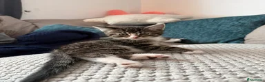 Mixed Breed Kitten 1