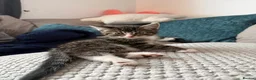 Mixed Breed cats for sale: Kittens for sale  - Advert 3