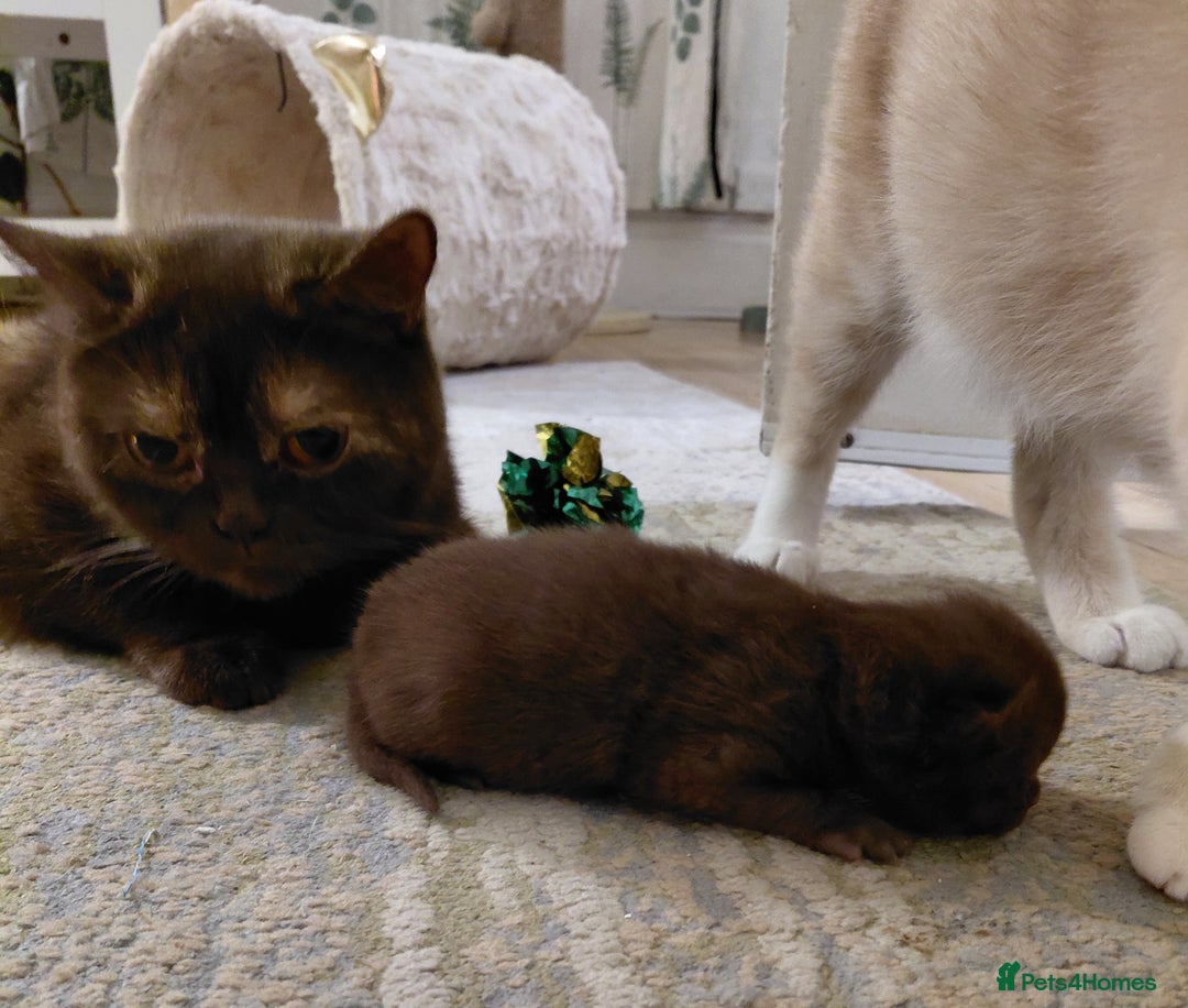 British Shorthair cats for sale: British shorthair kittens  - Advert 7