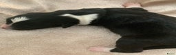 Border Collie dogs for sale: Pure Border Collie pups  - Advert 14