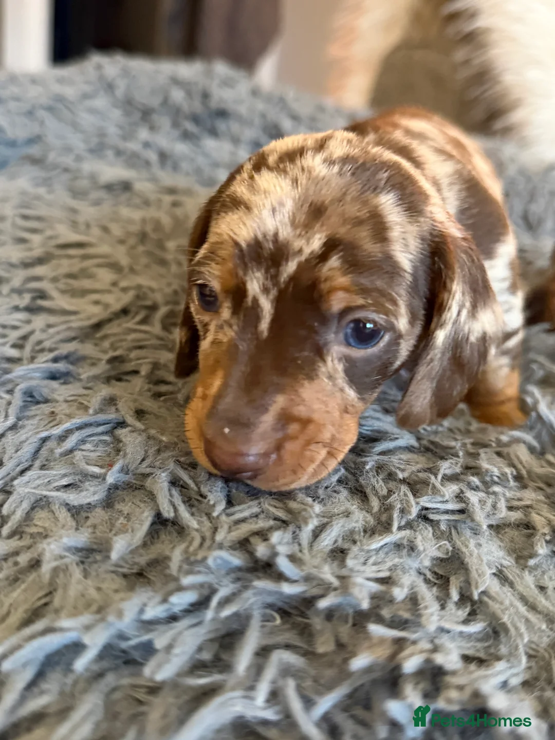 Miniature Dachshund dogs for sale: 🐾 5 Mini Dachshunds 4 dappled, 1 choc 🐾 - Advert 21