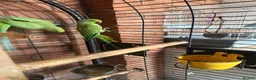 Ringnecks birds for sale: Breeding pair IndianRingneck - Advert 3