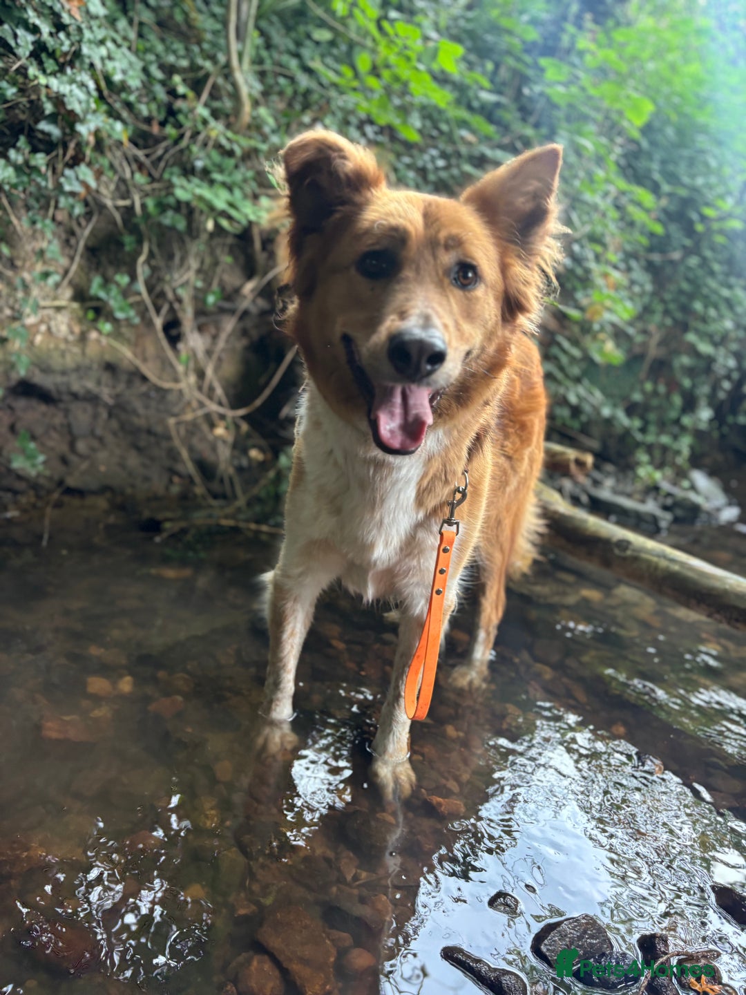 Canaan Dog dogs for sale: Roo - Canaan Dog Mix - Image 10