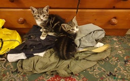 British Shorthair cats for sale: Tabby kittens  - Image 4