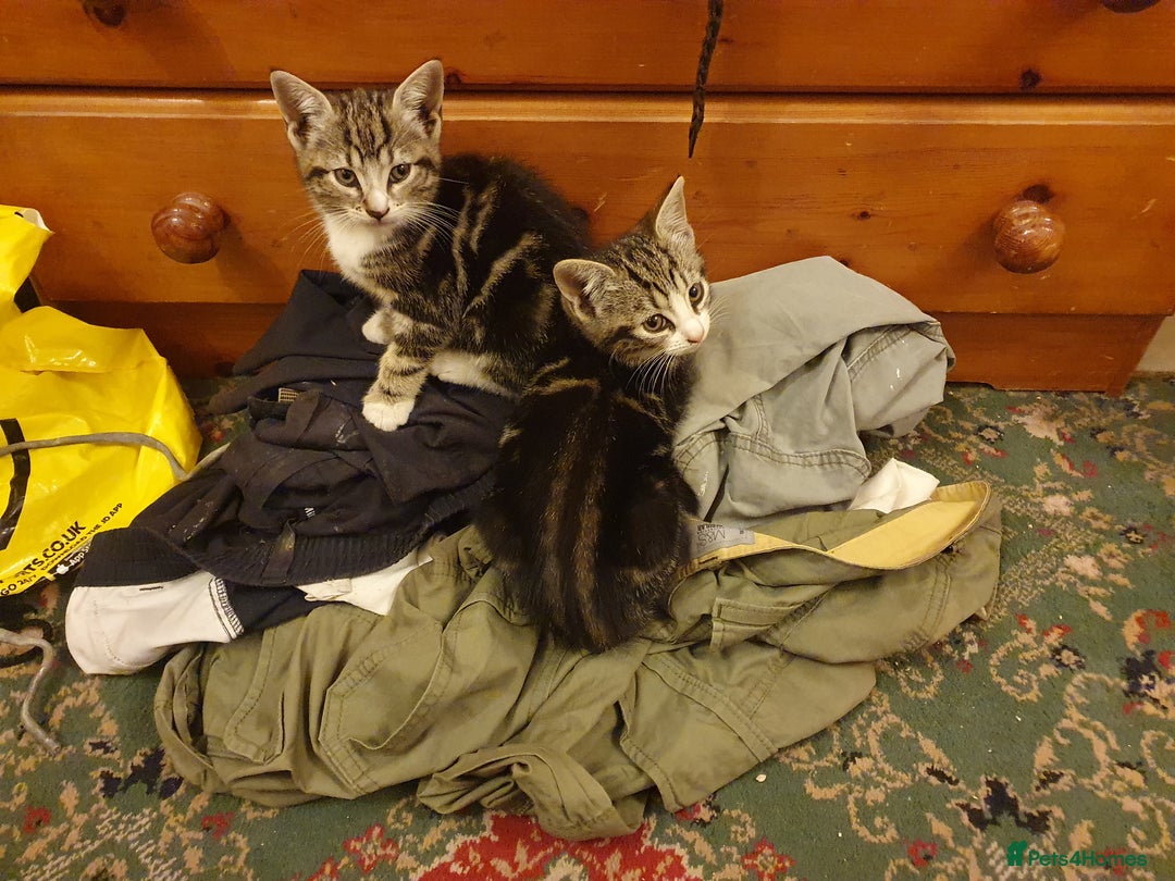 British Shorthair cats for sale: Tabby kittens  - Image 4