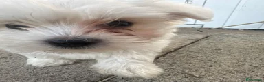Maltese 2
