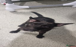 Patterjack dogs for sale: 2 Female Patterjacks - Image 2