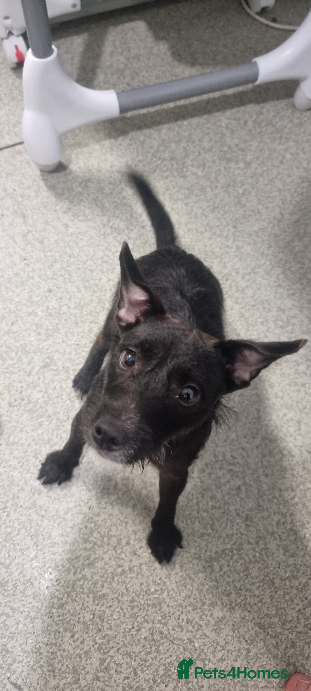 Patterjack dogs for sale: 2 Female Patterjacks - Image 2