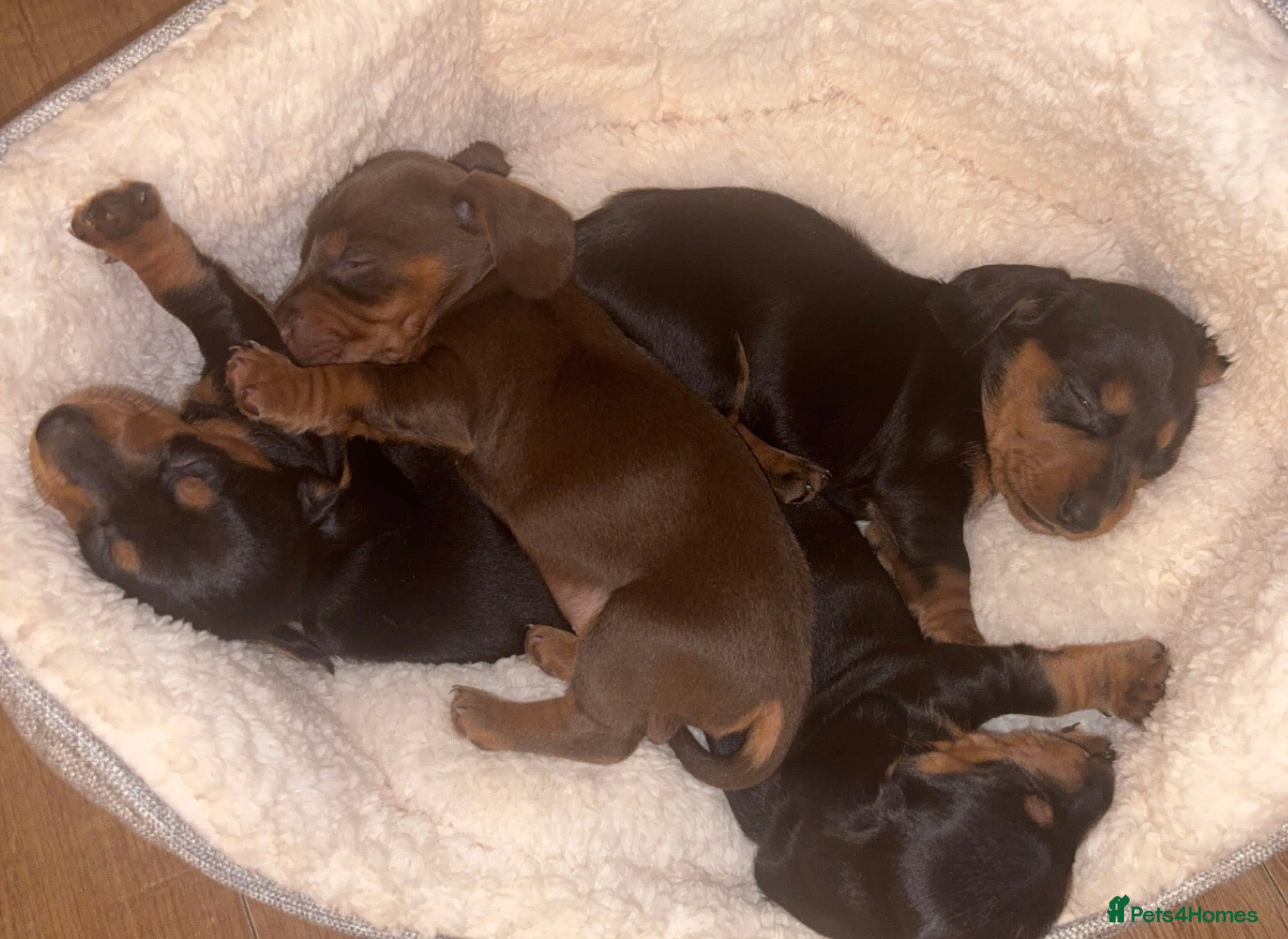 Miniature Dachshund dogs Miniature dachshunds - Advert 18