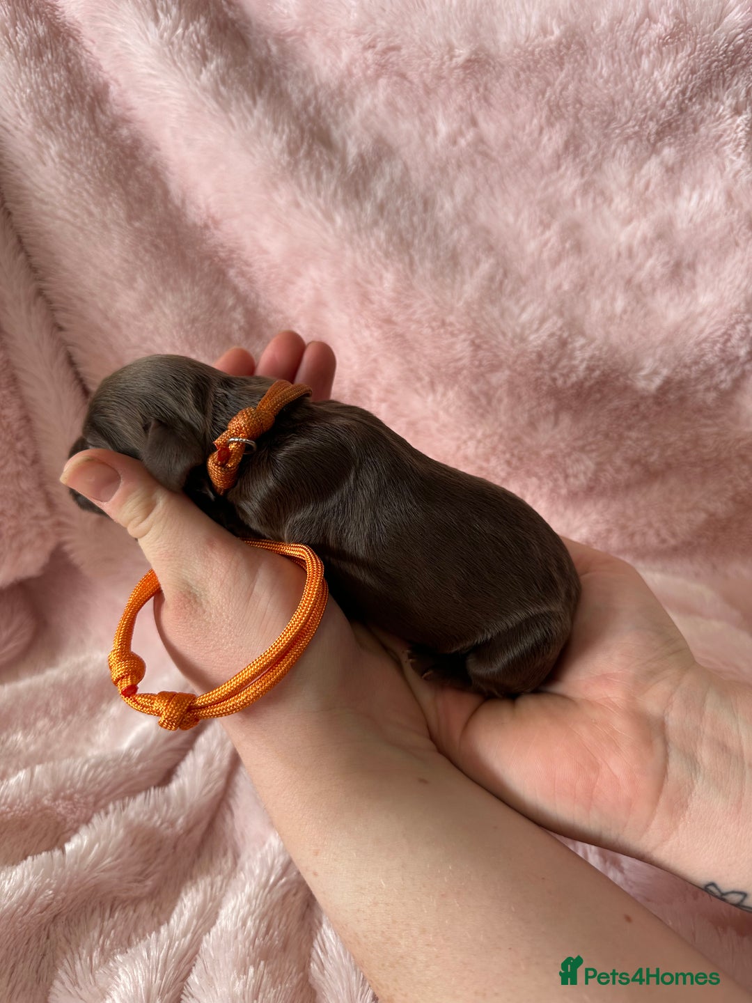 Cocker Spaniel dogs for sale: Cocker Spaniel Pups - Solid & Roan - Farlavale - Advert 22