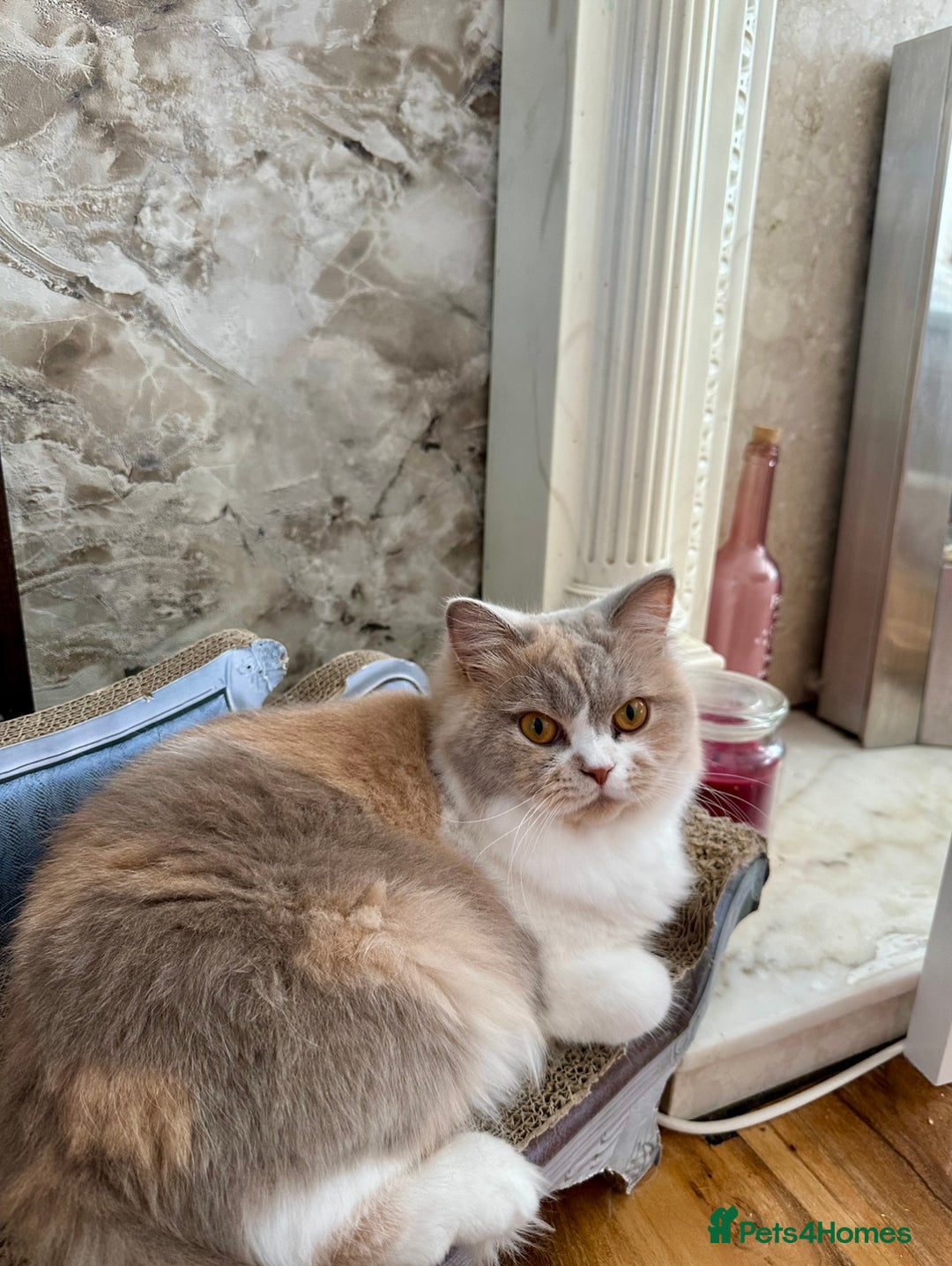 British Shorthair cats for sale:  🦁 Stunning BLH Lion Look alike READY NOW - Advert 23