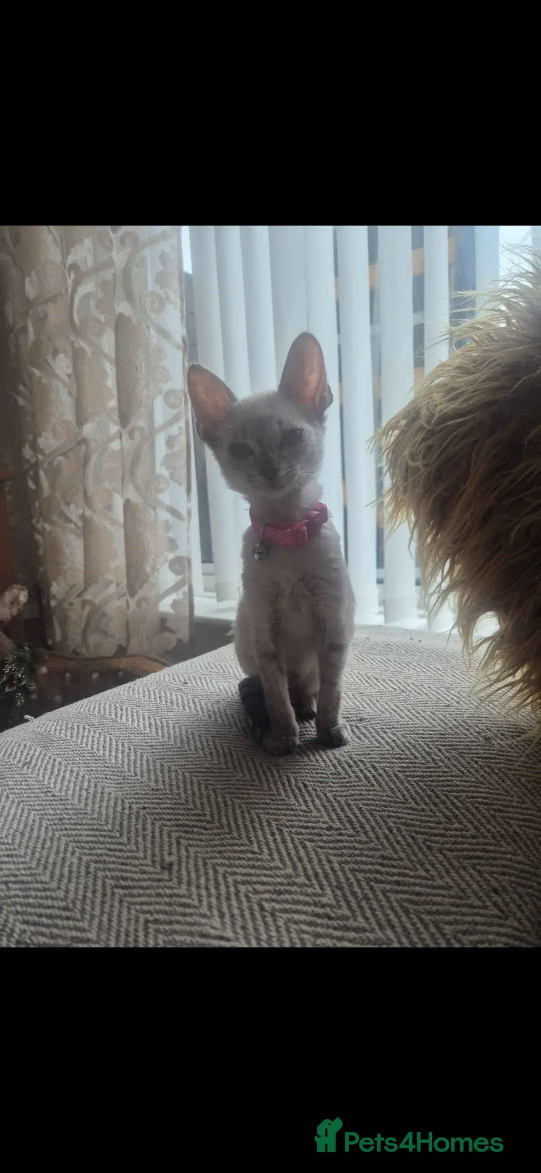 Siamese cats for sale: Siamese kitten  - Advert 4