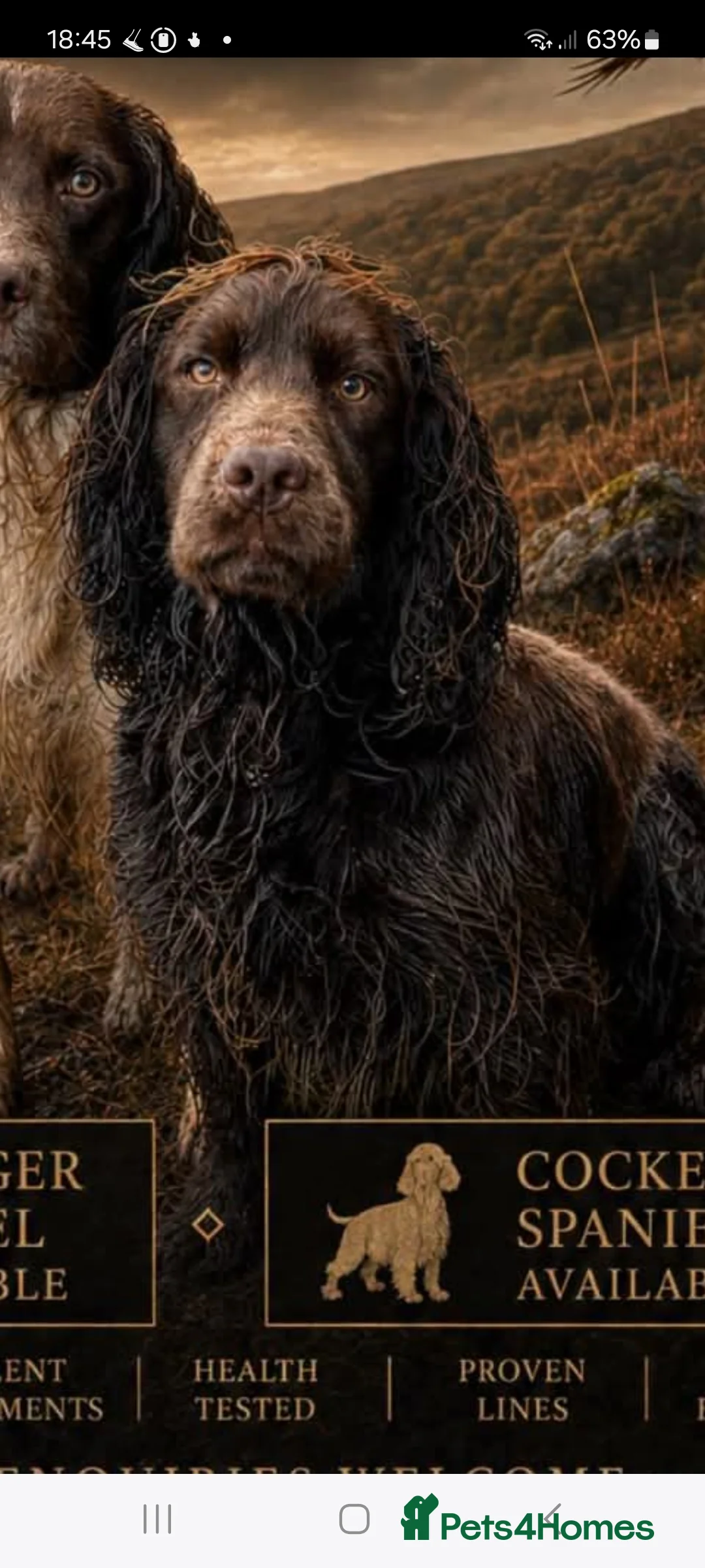 Cocker Spaniel dogs for sale: KC REGISTERED WORKING COCKER SPANIEL PUPPIES 🐶  - Advert 6