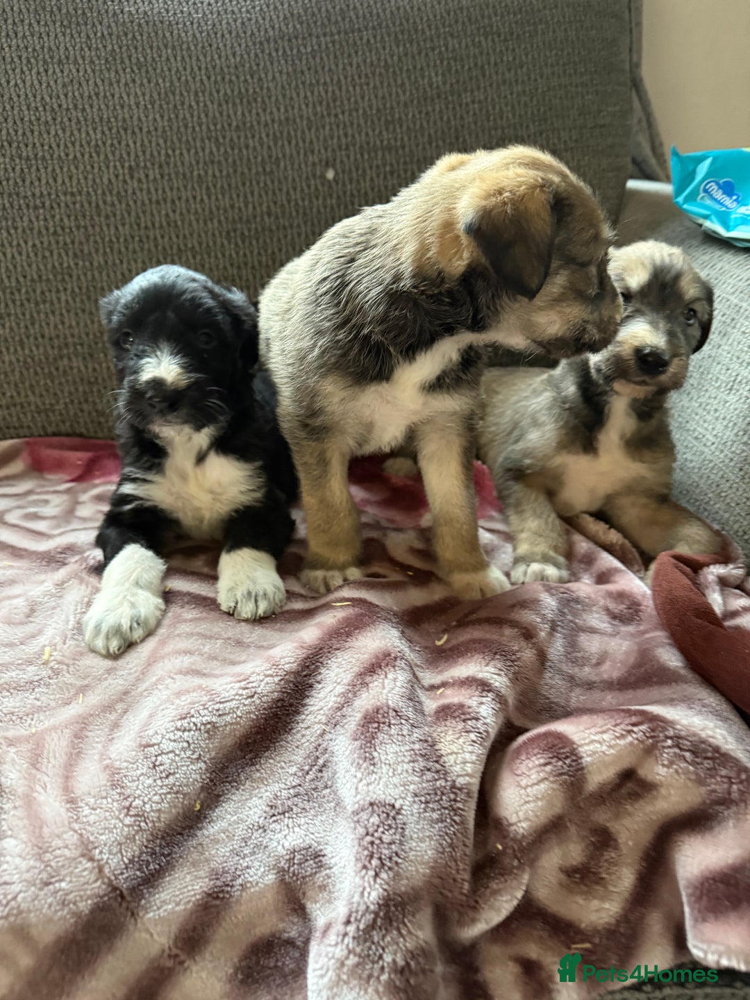 Lurcher dogs for sale: Beautiful woolly coated lurcher pups  - Advert 16