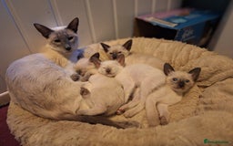Siamese cats for sale: Beautiful chocolate and Lilac point Siamese boys - Image 9