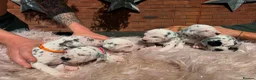Dalmatian dogs for sale: Stunning Litter of Dalmations - Advert 9