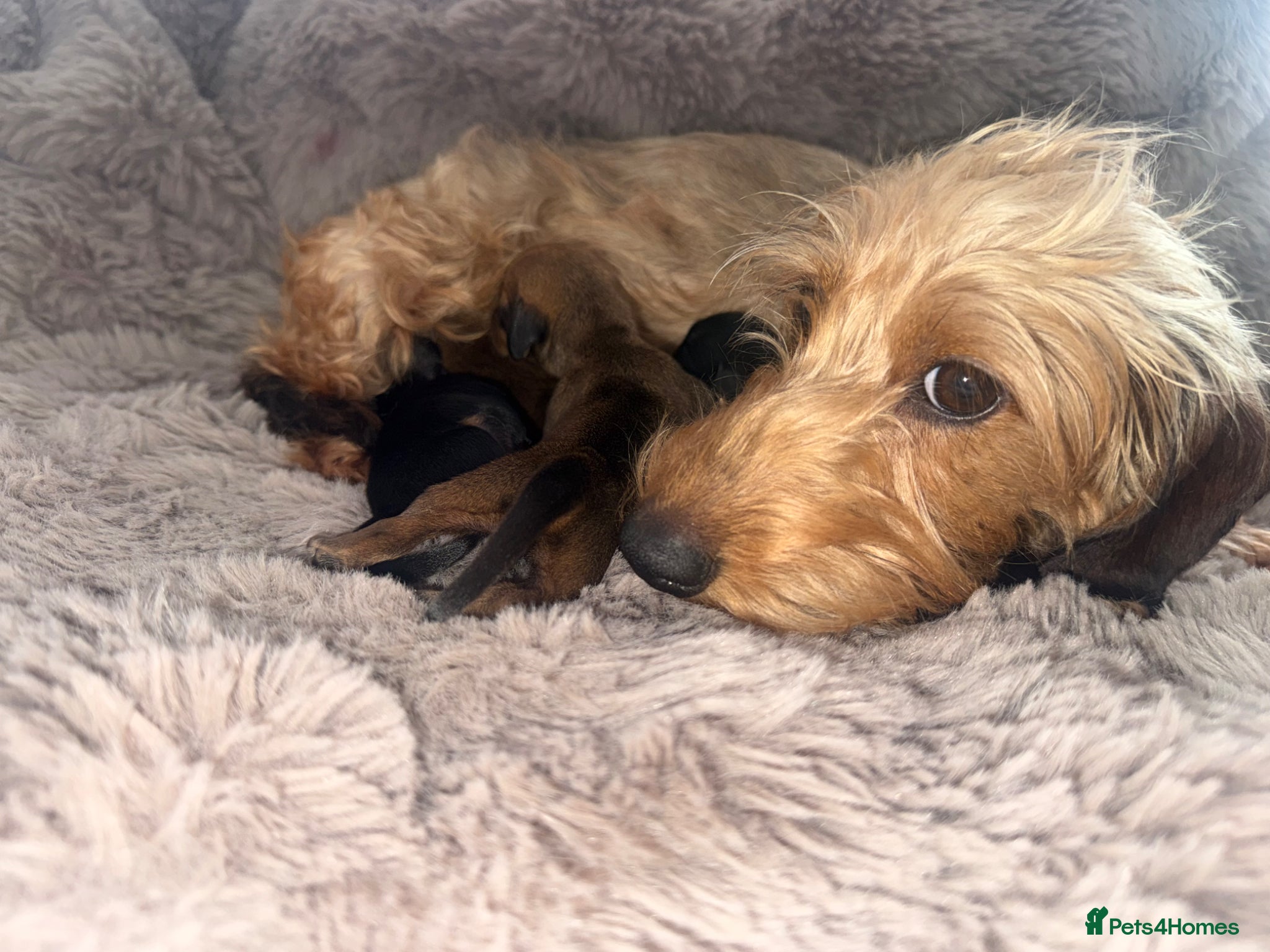 Miniature Dachshund dogs Wirehaired Miniature Dachshund Hampshire Pedigrees - Advert 3