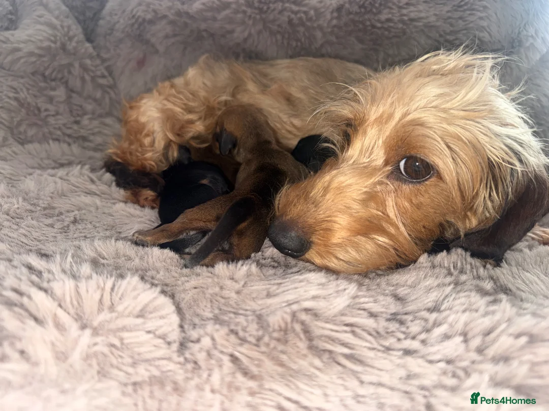 Miniature Dachshund dogs for sale: Wirehaired Miniature Dachshund Hampshire Pedigrees - Advert 1