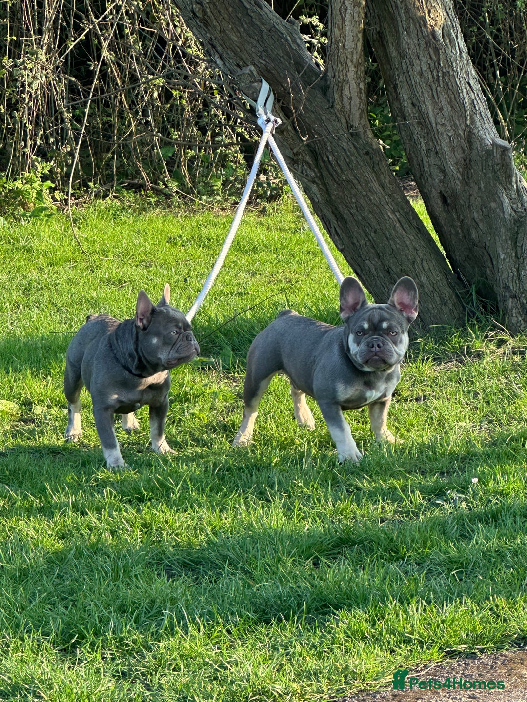 French Bulldog dogs for sale: French bulldog - Image 4