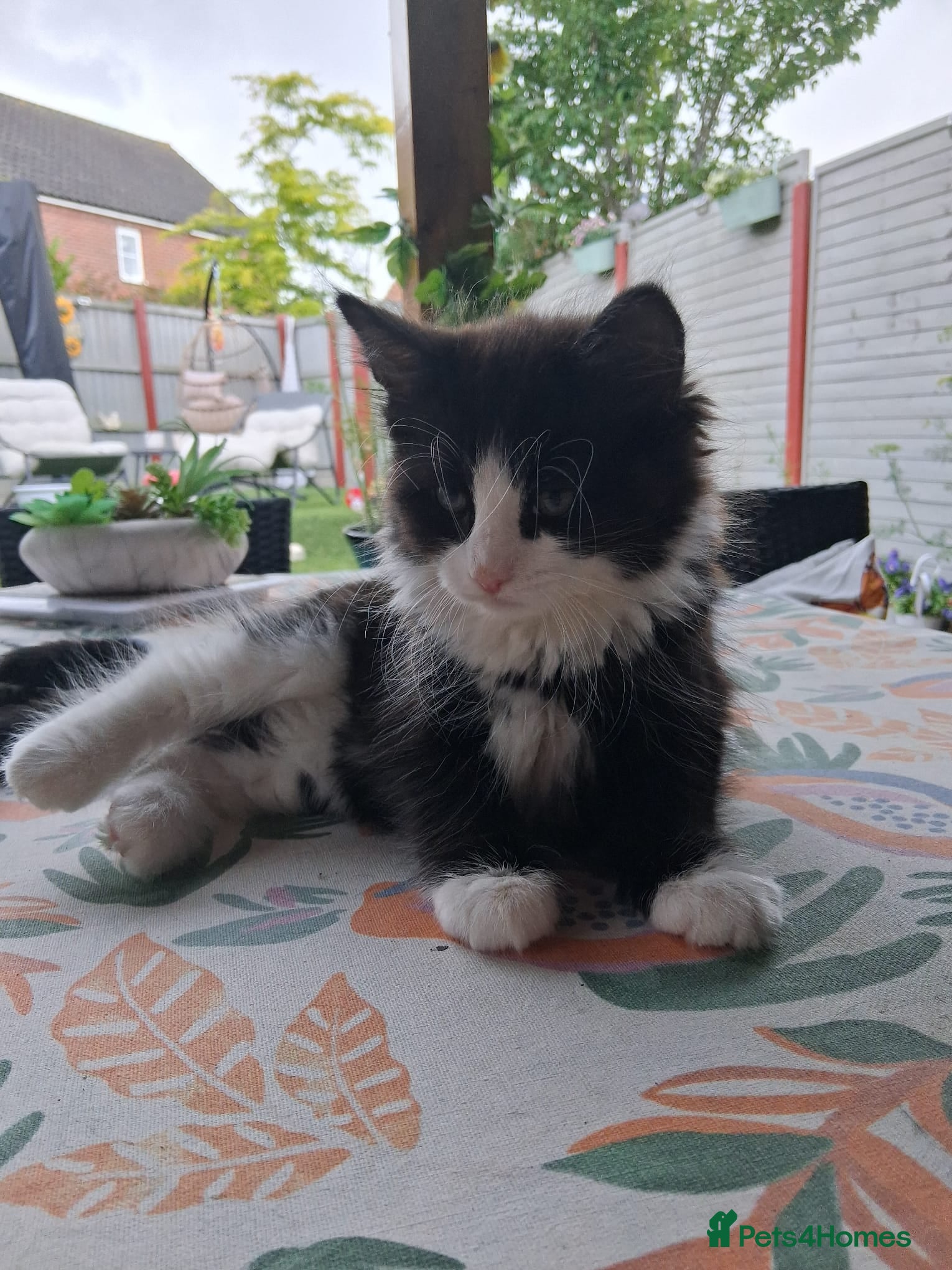 Mixed Breed cats for sale: 1 boy and 2 girls black and white ( tuxedo) - Advert 24