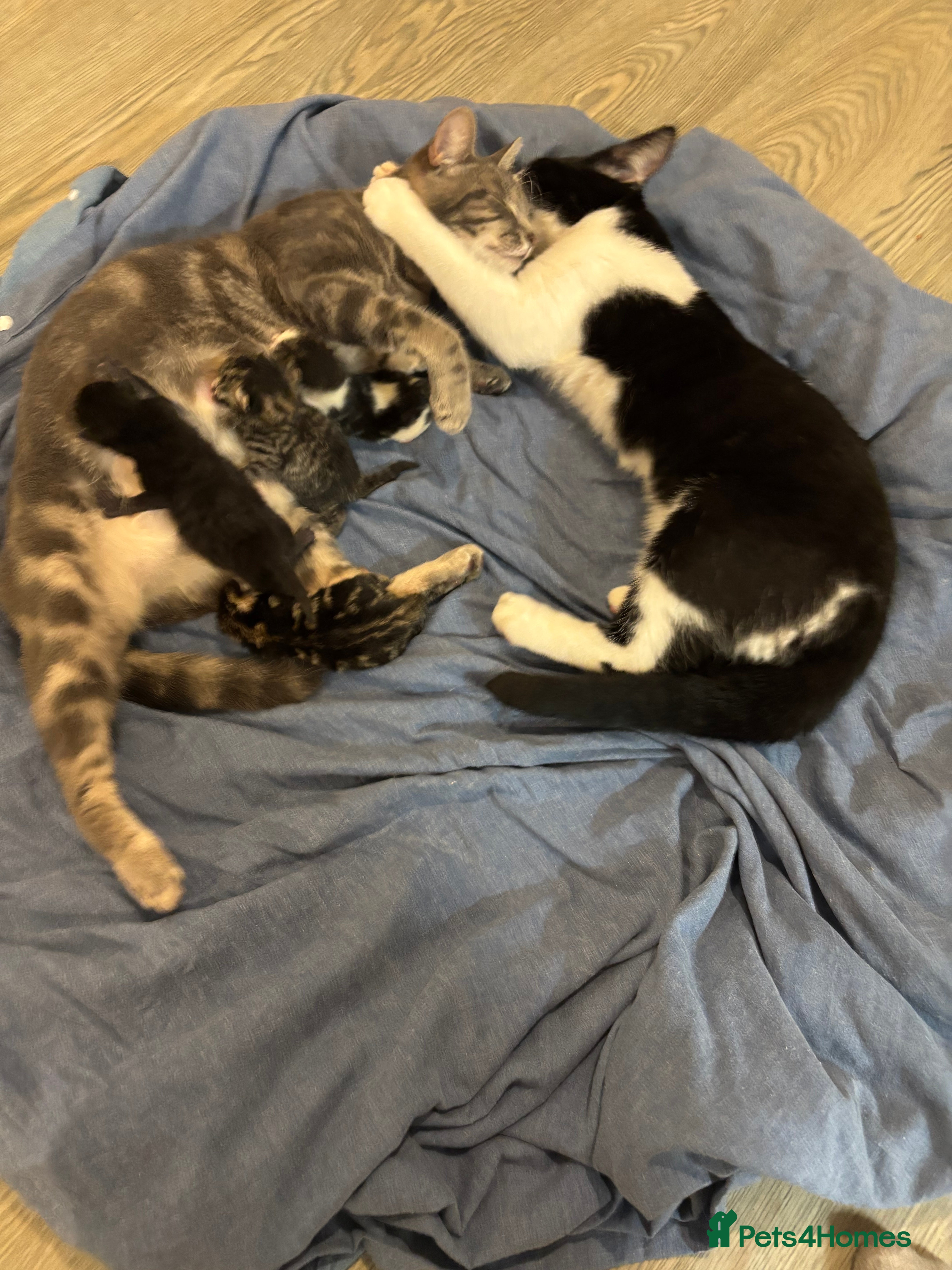 Mixed Breed cats Beautiful kittens for sale 🥰 - Advert 18