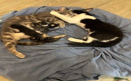 Mixed Breed cats for sale: Beautiful kittens for sale 🥰 - Image 1