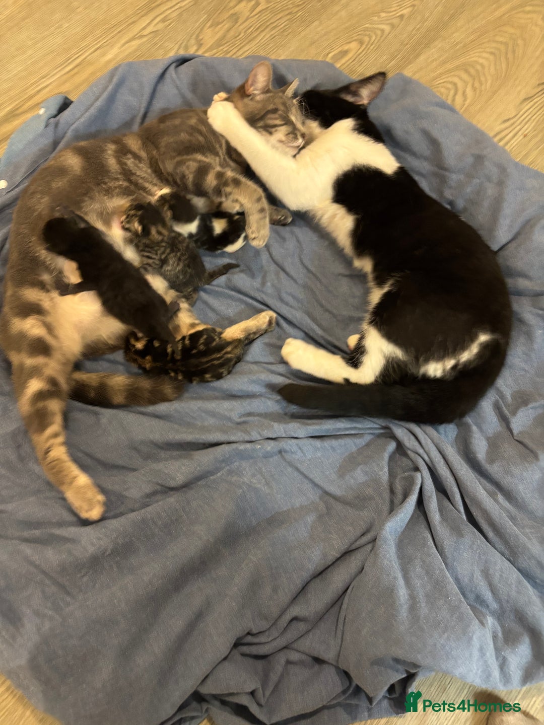 Mixed Breed cats for sale: Beautiful kittens for sale 🥰 - Image 1