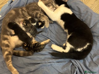 Mixed Breed cats - Advert 1