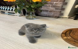 British Shorthair cats for sale: BEAUTIFUL BABY BLUE KITTENS  - Image 17