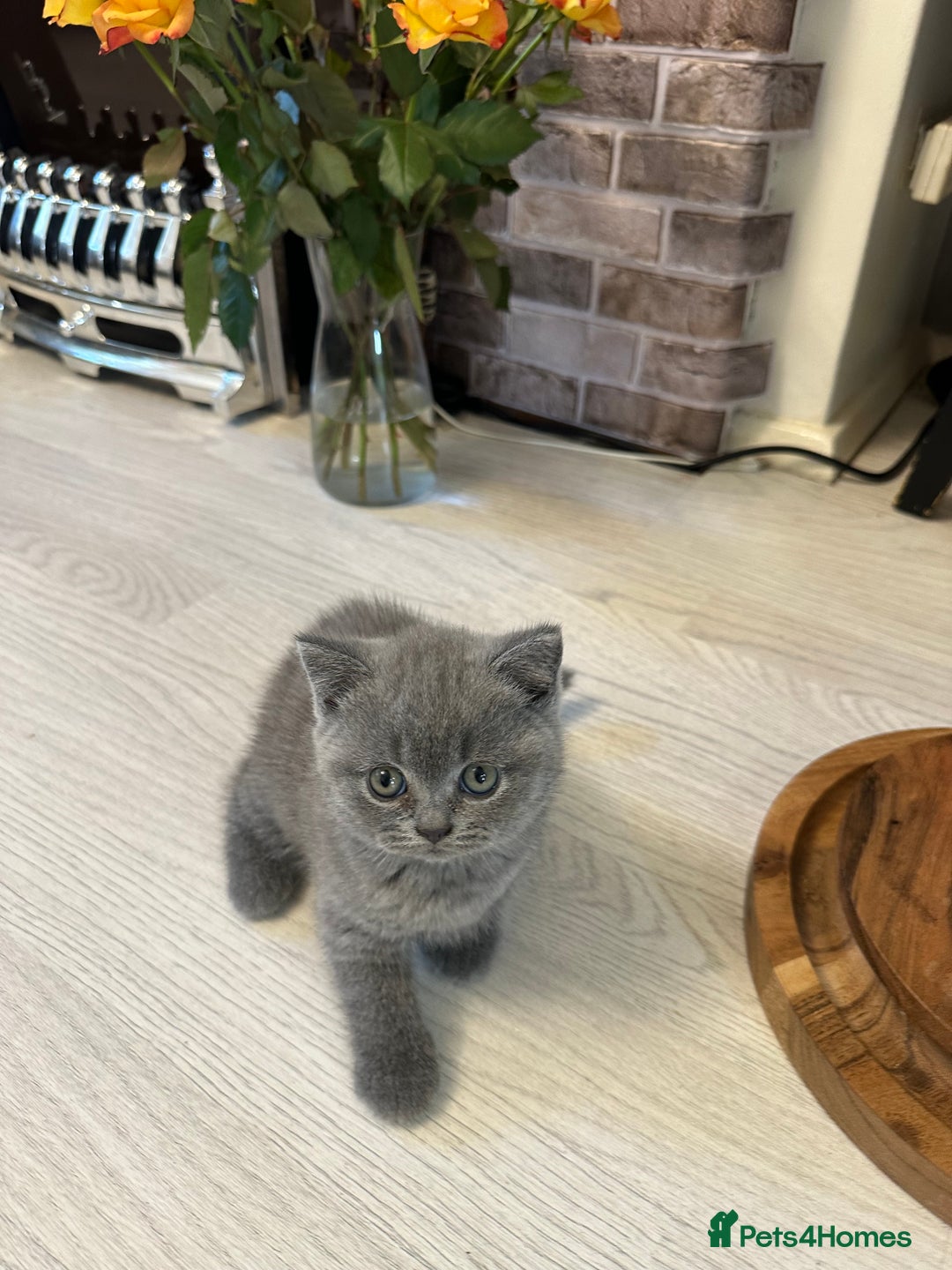 British Shorthair cats for sale: BEAUTIFUL BABY BLUE KITTENS  - Image 17