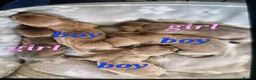 Dachshund dogs for sale: Beautiful dacshund puppies for sale - Advert 2