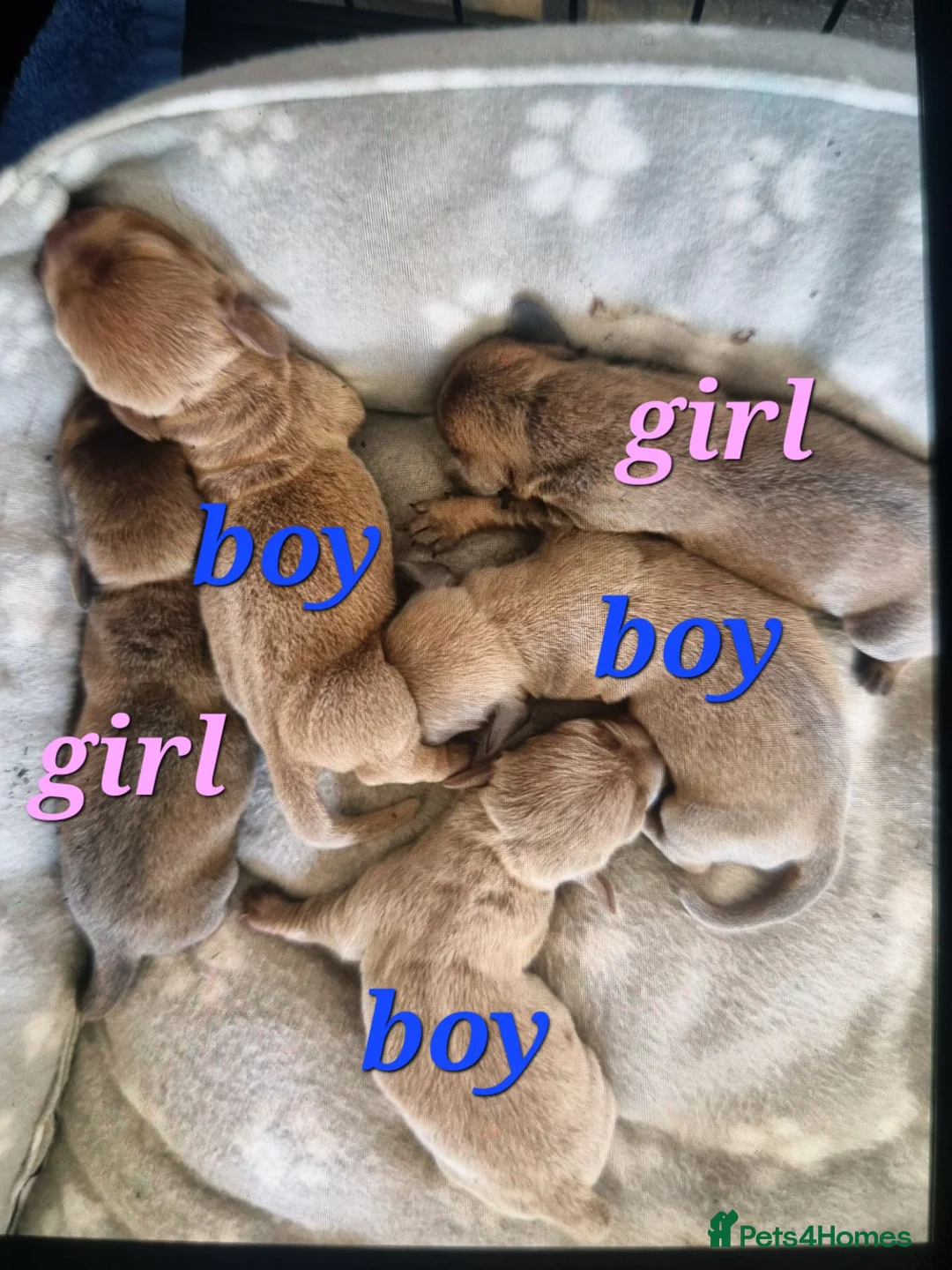 Dachshund dogs for sale: Beautiful dacshund puppies for sale - Advert 2