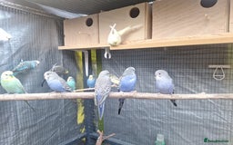 Budgerigars birds for sale: budgies for sale birmingham. - Image 2