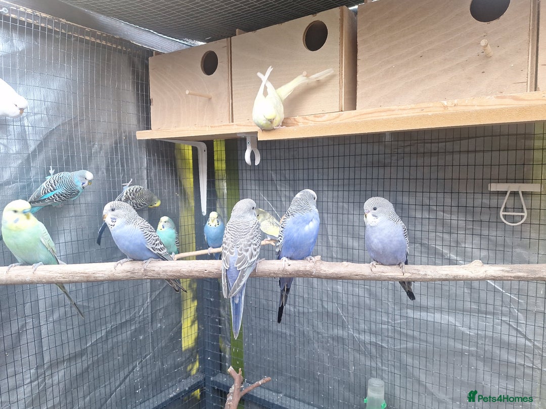 Budgerigars birds for sale: budgies for sale birmingham. - Image 2