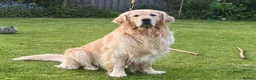 Golden Retriever dogs for sale: Beautiful pedigree Golden Retriever puppies in Usk - Advert 20