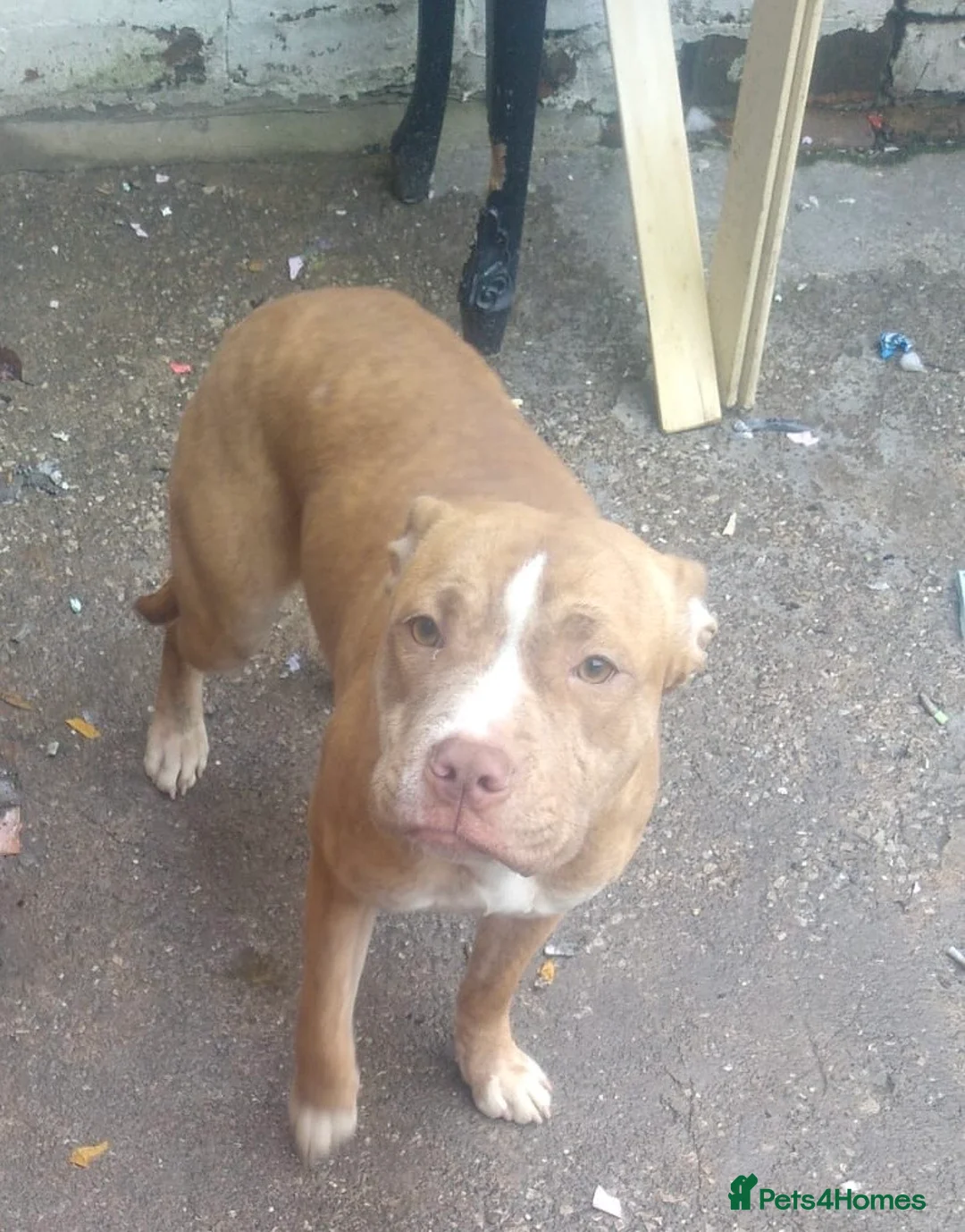 Mixed Breed dogs for sale: Meet Nala - Advert 2