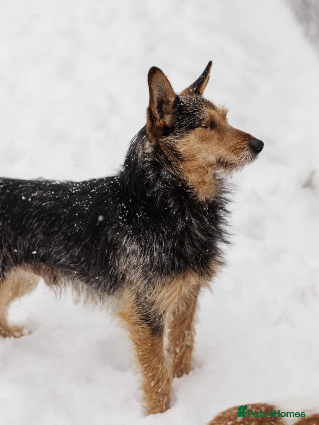 Mixed Breed dogs for adoption: 💙🐶 CHAPPY – a gentle heart who trusts 🐶💙 - Advert 8