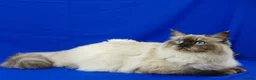 Siberian cats for sale: SIBERIAN NEVA MASQUERADE ADULT FEMALE - Advert 5