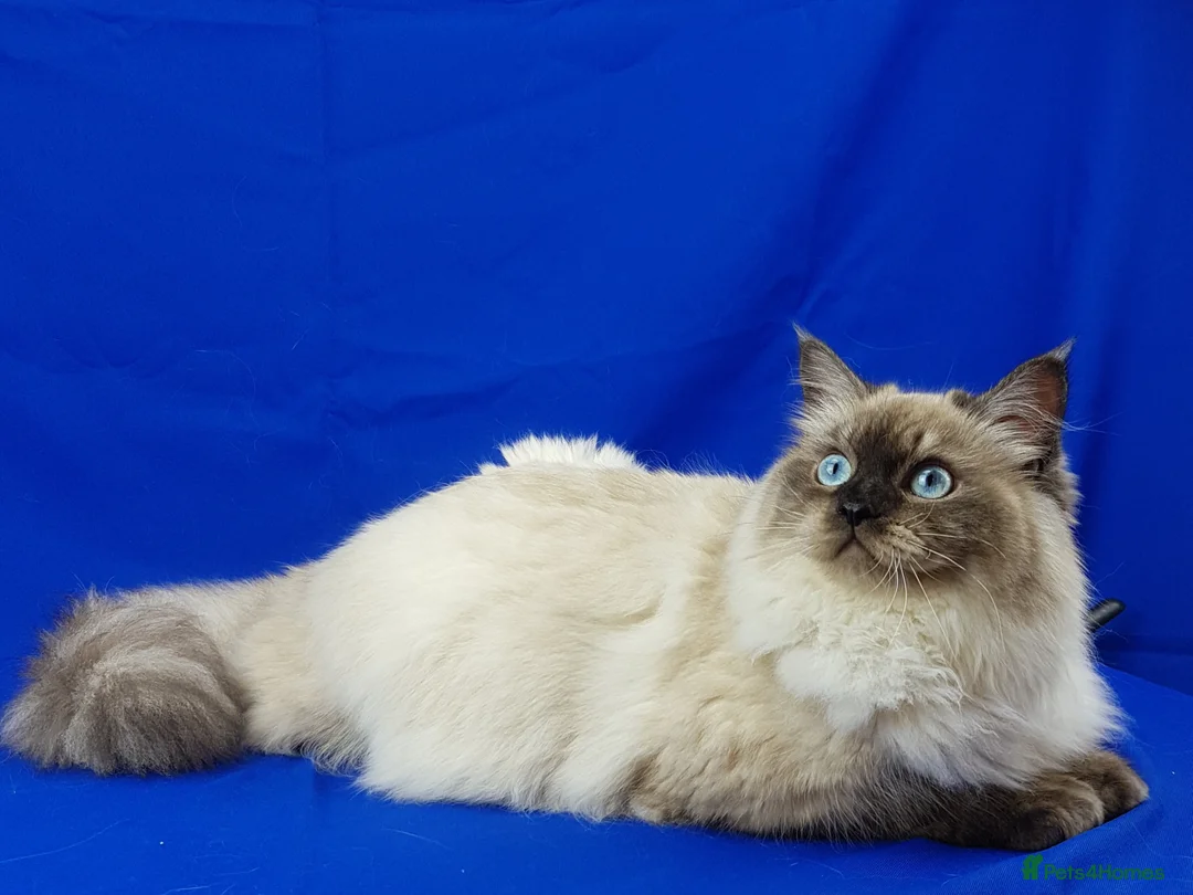 Siberian cats for sale: SIBERIAN NEVA MASQUERADE ADULT FEMALE - Advert 5
