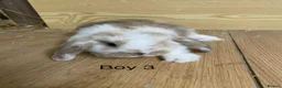 Mini Lop rabbits for sale: Beautiful litter of mini lop bunnies - Advert 3