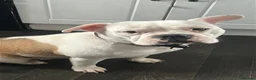 Mixed Breed dogs for sale: Lovely bulldog mix female  - Advert 3