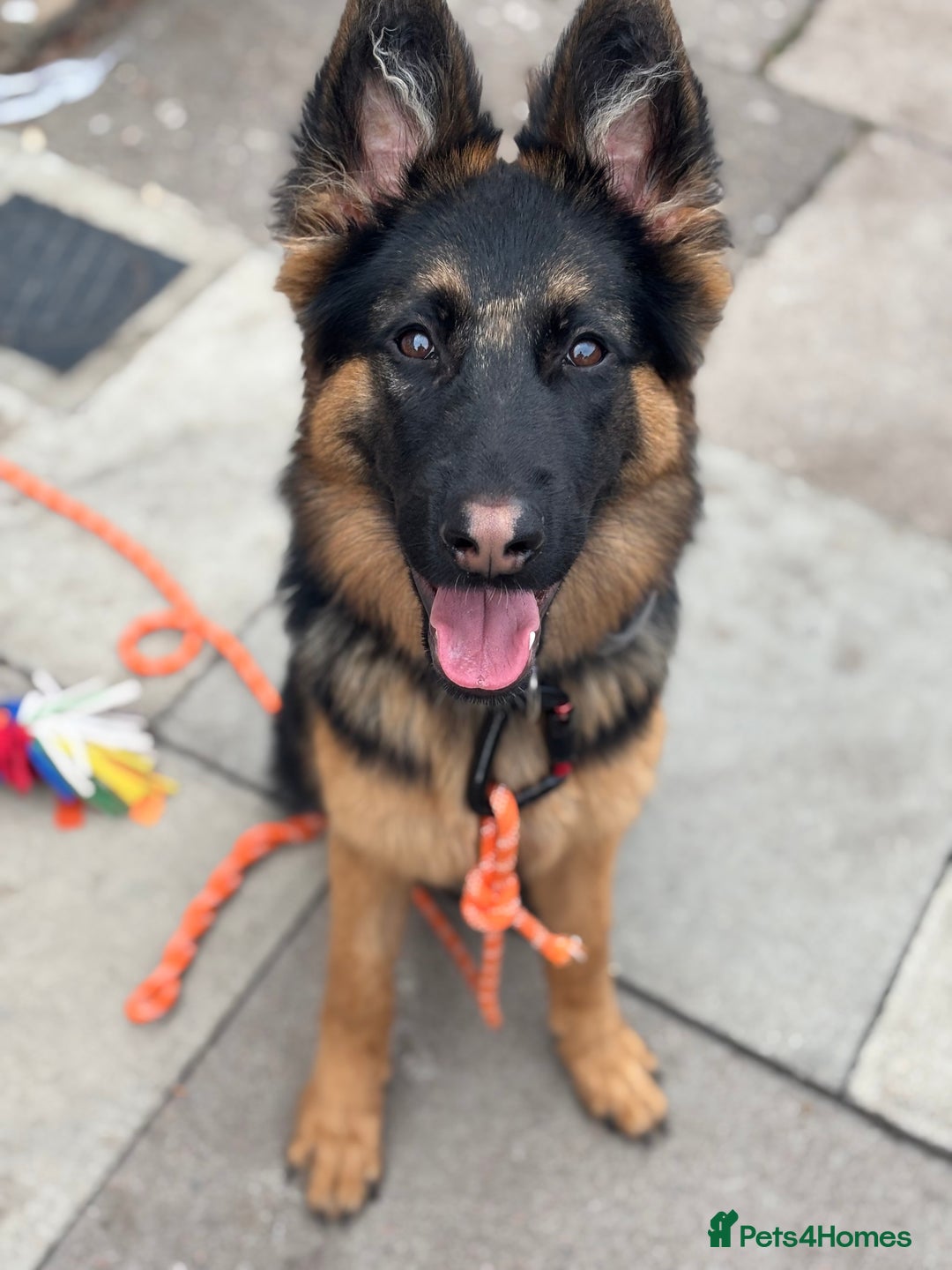 German Shepherd dogs for sale: 8 month old German shepherd female  - Advert 1