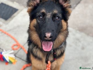 German Shepherd dogs 8 month old German shepherd female - Advert 3