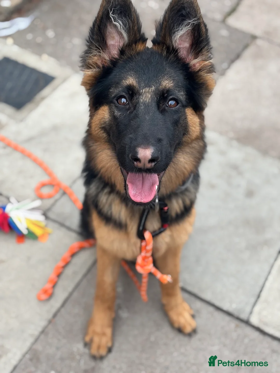 German Shepherd dogs for sale: 8 month old German shepherd female  - Advert 1