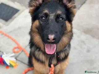 German Shepherd dogs 8 month old German shepherd female - Advert 18