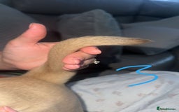 Dogue De Bordeaux dogs for sale: Dogue de bordeaux - Advert 18