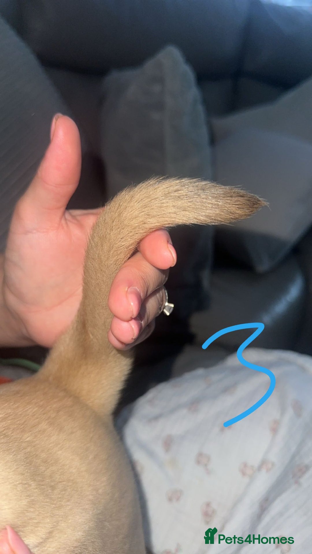 Dogue De Bordeaux dogs for sale: Dogue de bordeaux - Advert 18